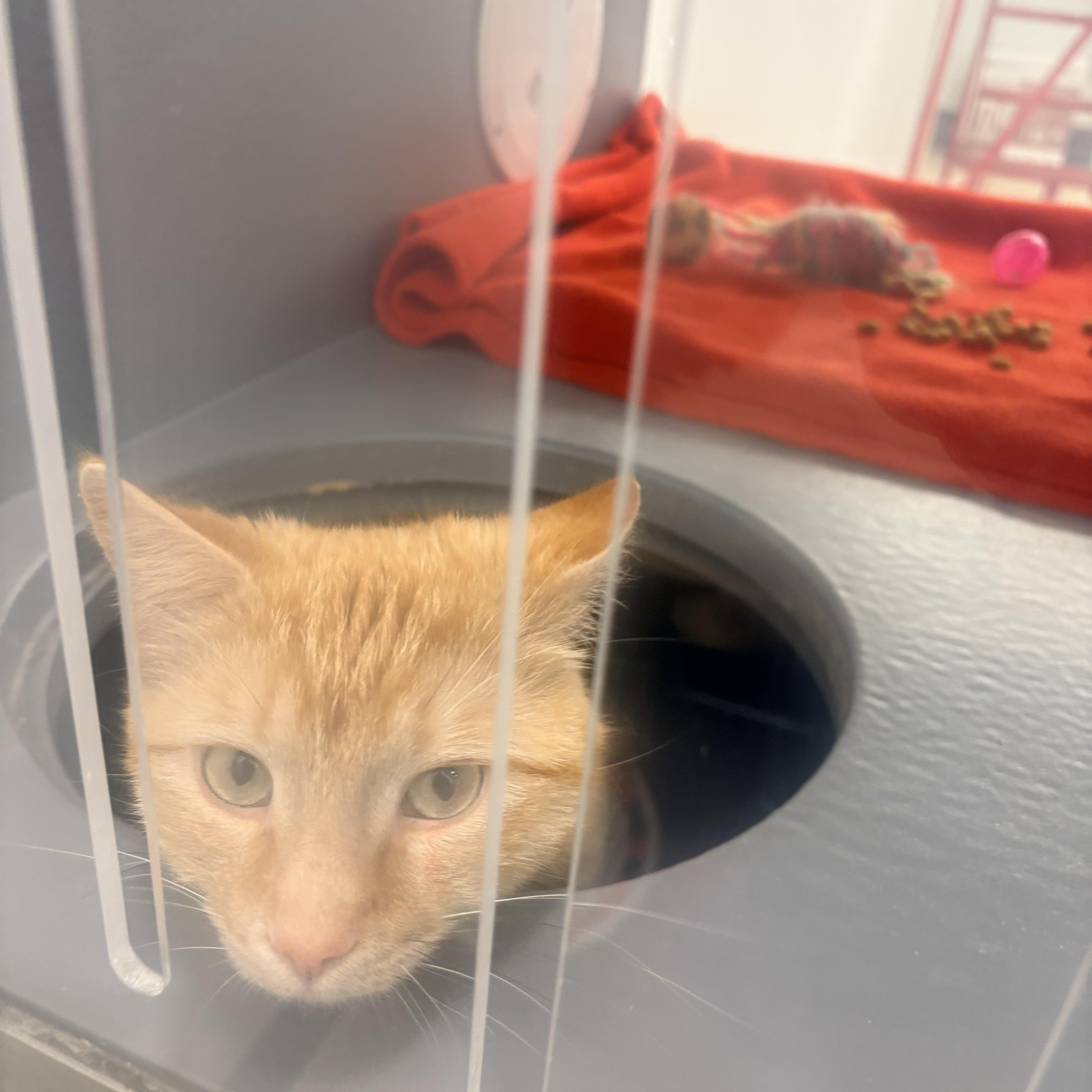 Enlarge Starsky & Hutch, an adopted Domestic Short Hair in Fredericton, NB image 3/6
