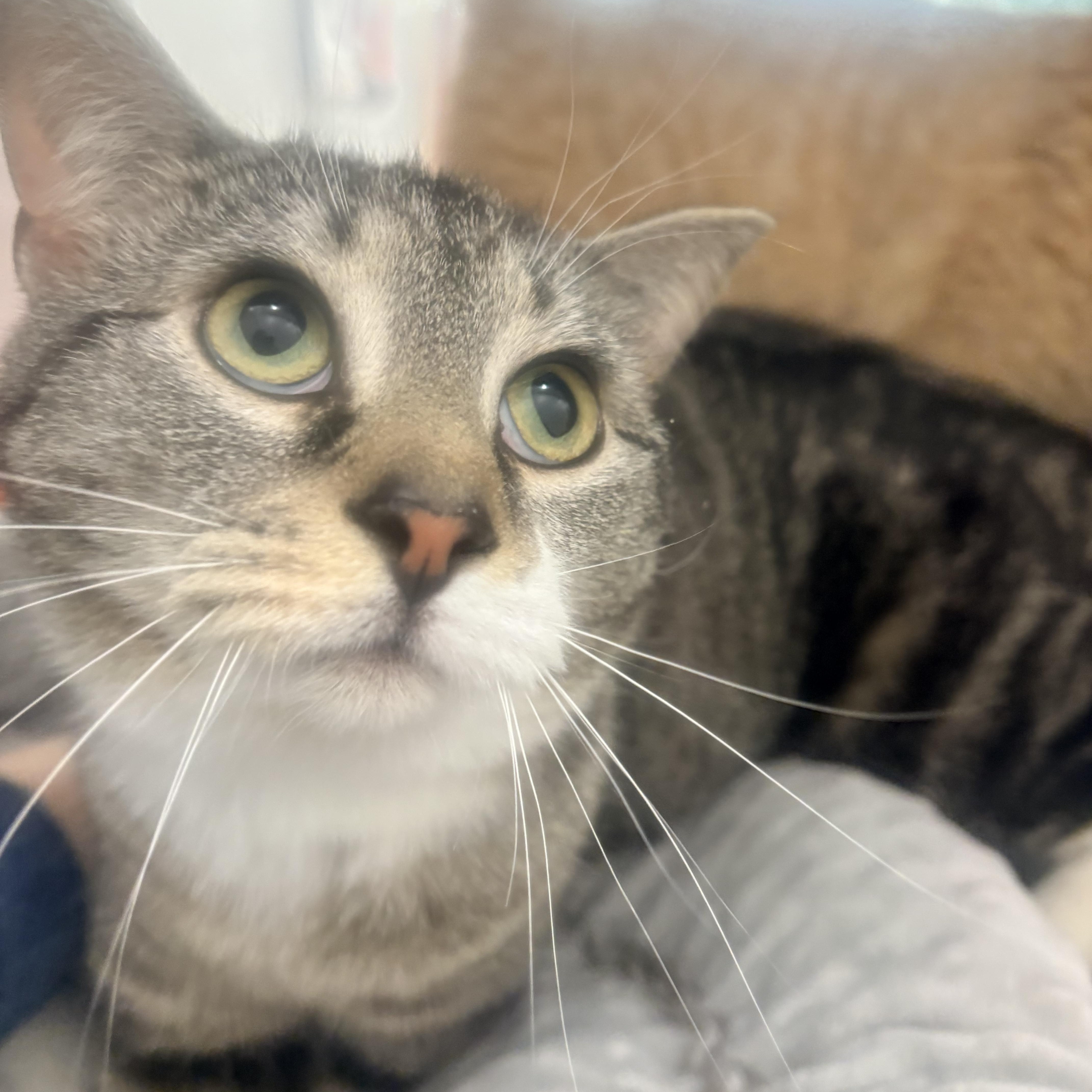 Enlarge Starsky & Hutch, an adopted Domestic Short Hair in Fredericton, NB image 2/6