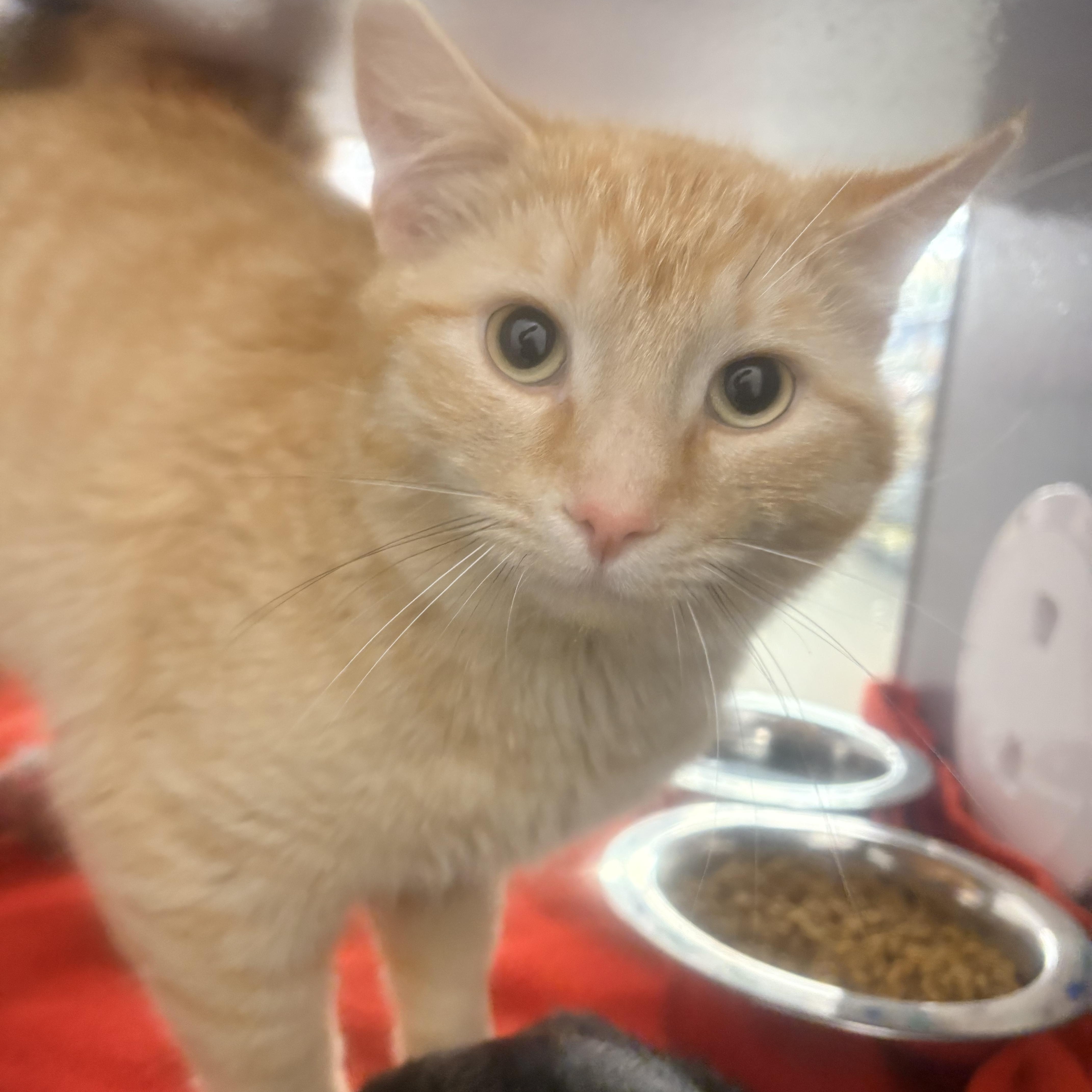 Starsky & Hutch, adopted, Adult Male Domestic Short Hair.