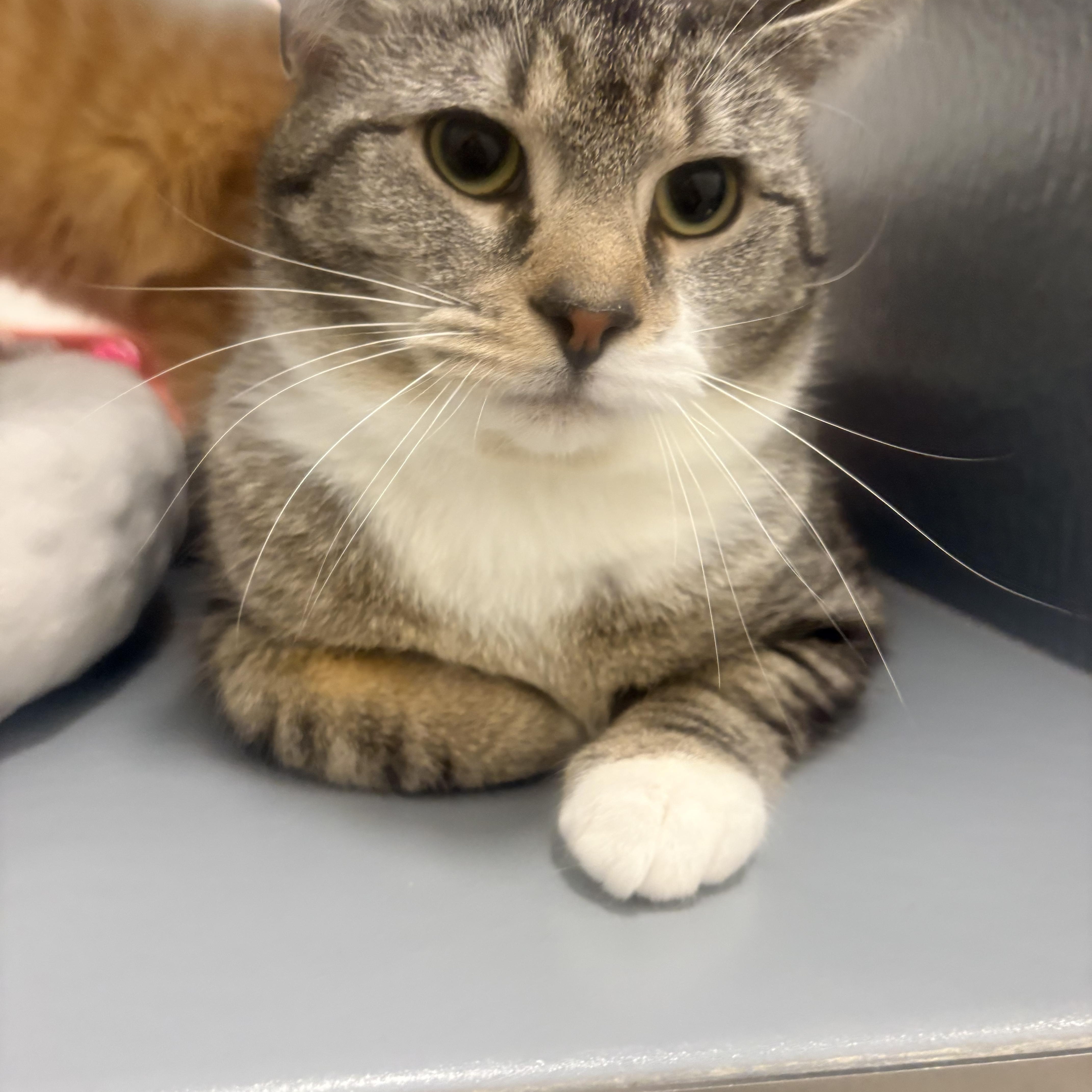 Enlarge Starsky & Hutch, an adopted Domestic Short Hair in Fredericton, NB image 6/6