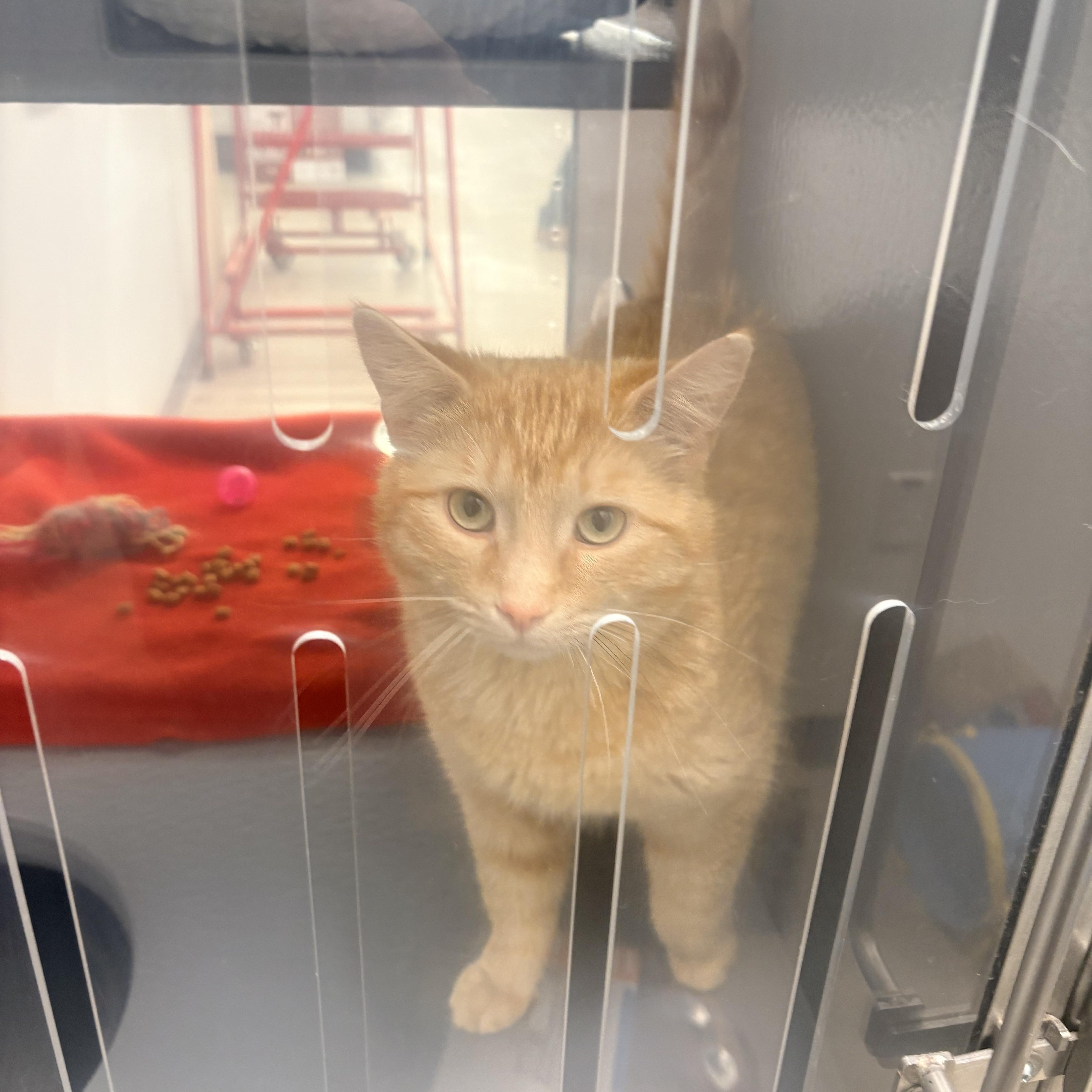 Enlarge Starsky & Hutch, an adopted Domestic Short Hair in Fredericton, NB image 5/6