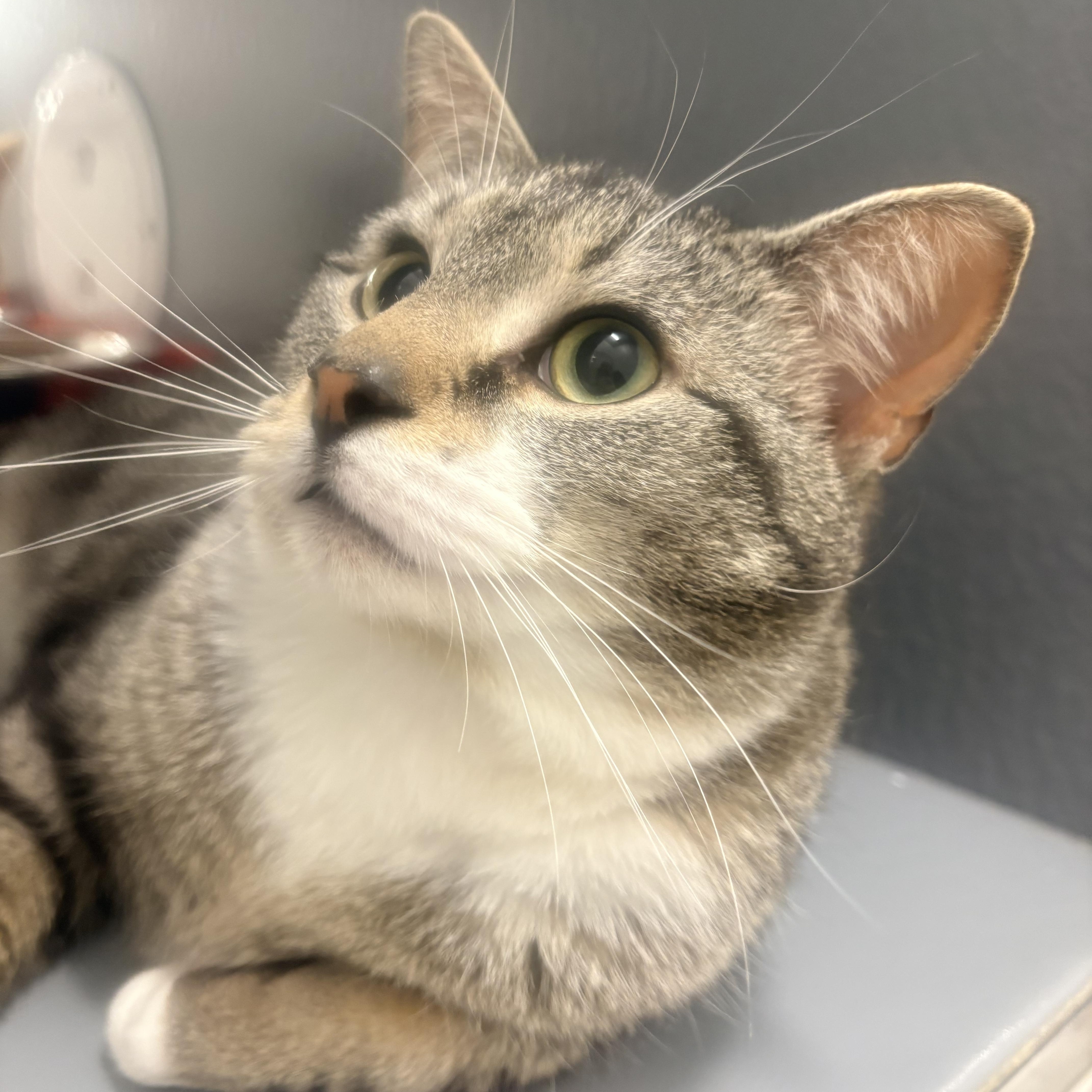 Enlarge Starsky & Hutch, an adopted Domestic Short Hair in Fredericton, NB image 4/6