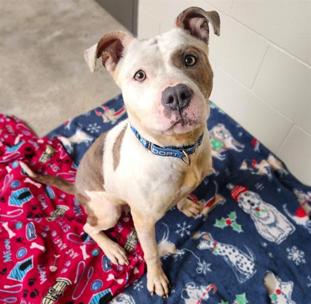 MATILDA, Adoptable, Adult Female Pit Bull Terrier & Mixed Breed.