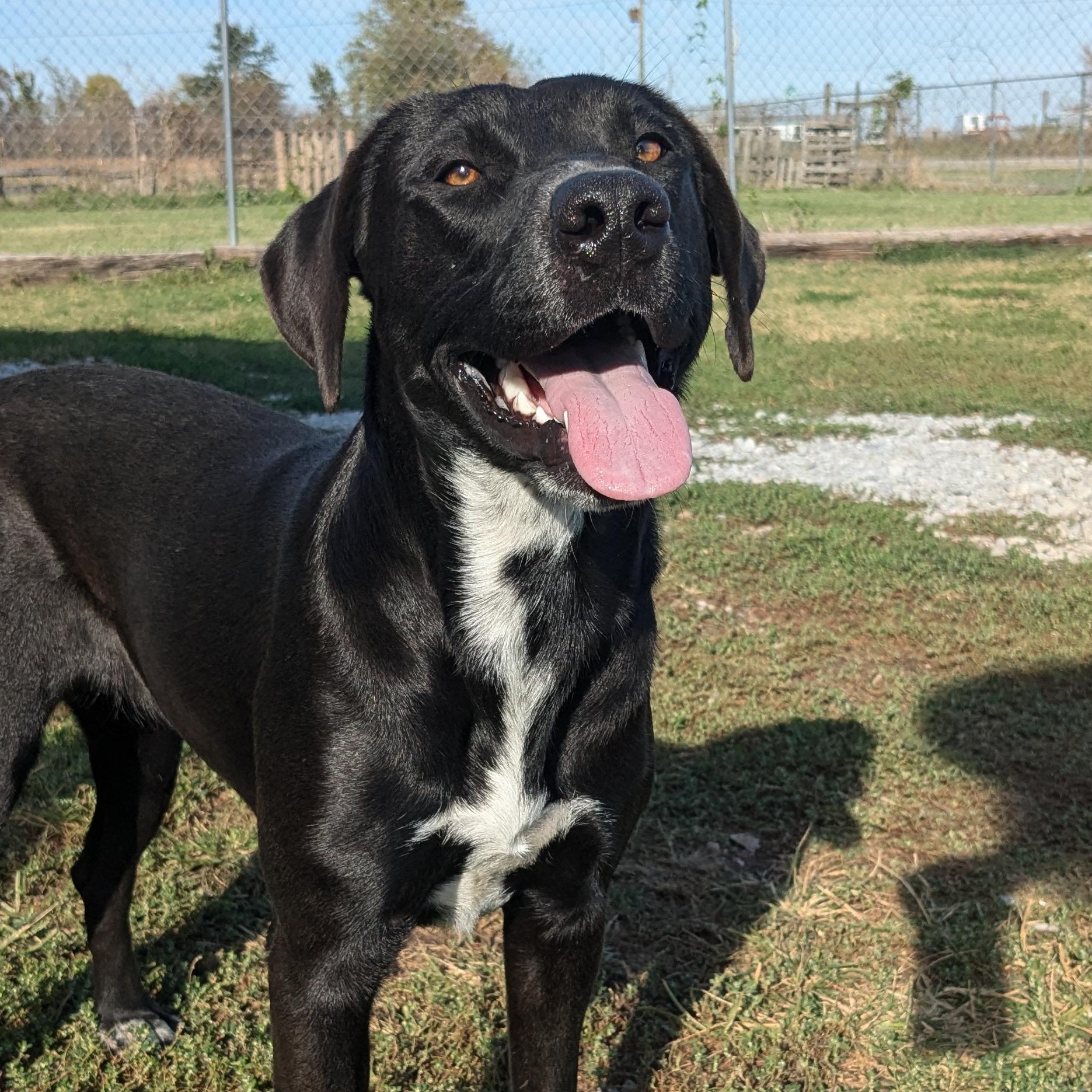 Jane, a Adoptable mixed breed in Newport, AR image 2/6