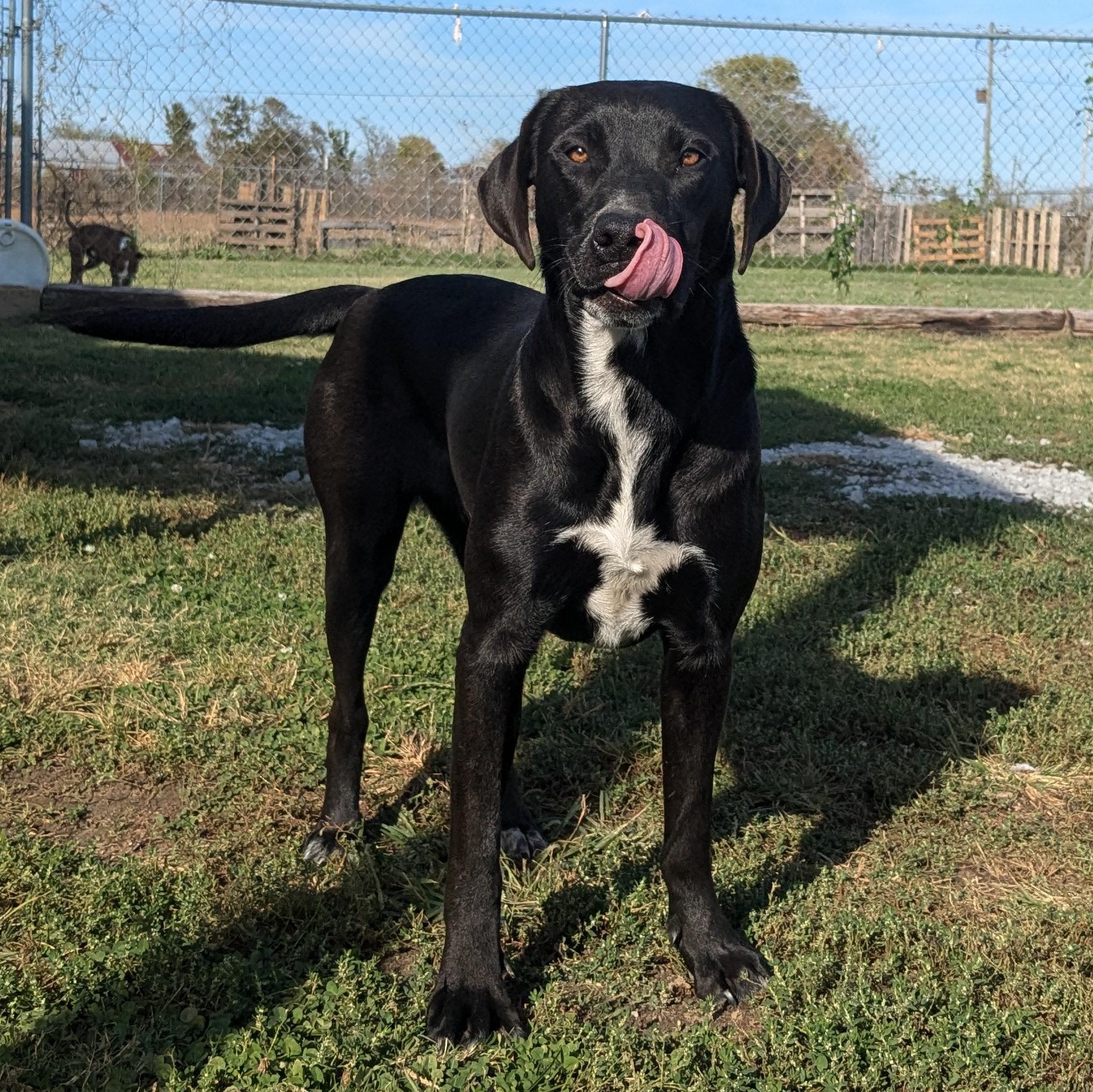 Jane, a Adoptable mixed breed in Newport, AR image 5/6