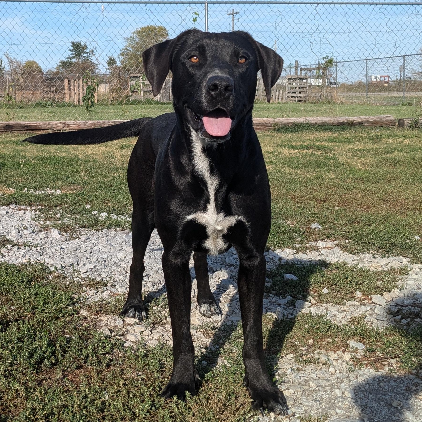 Jane, a Adoptable mixed breed in Newport, AR image 4/6