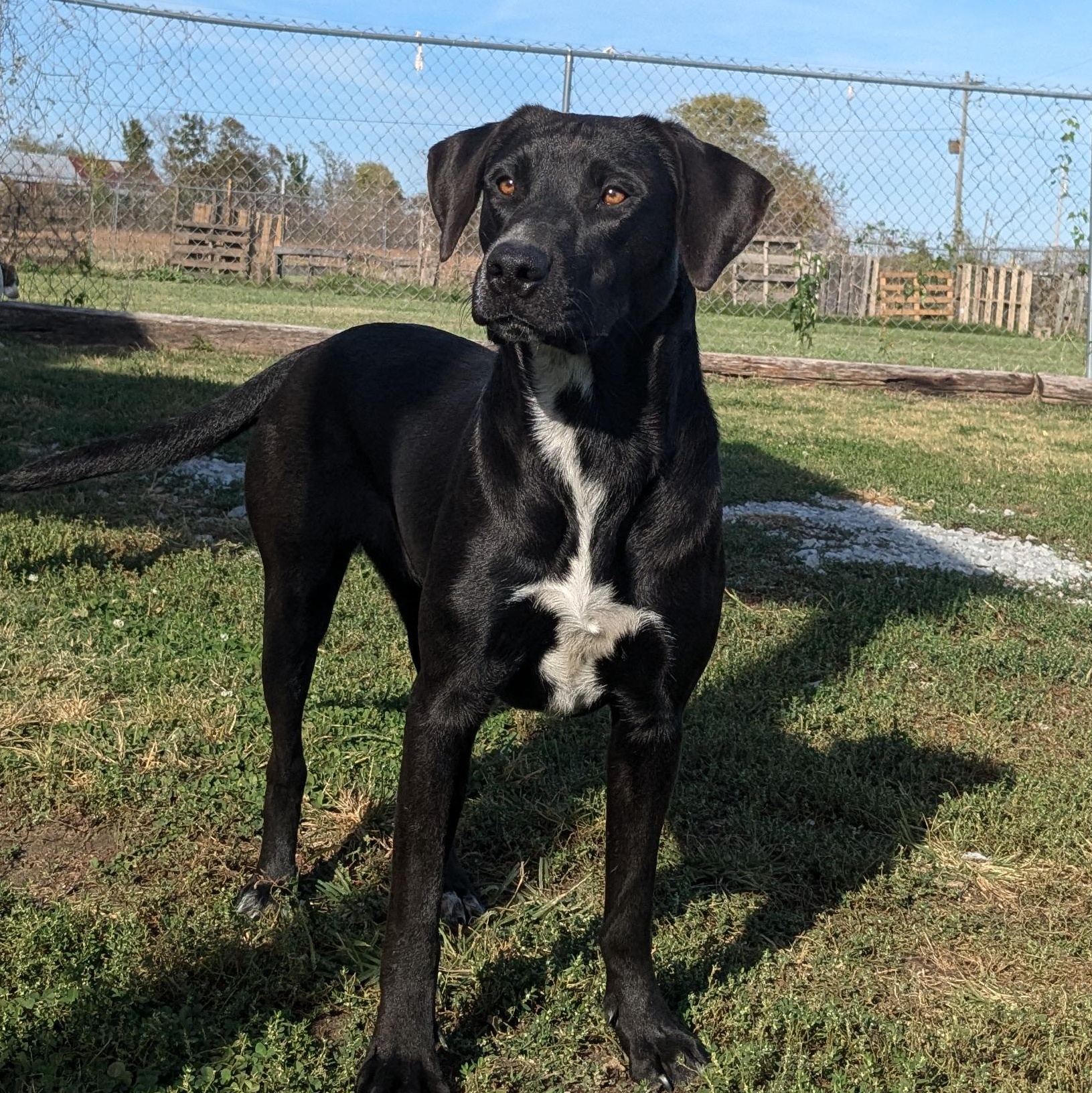 Jane, a Adoptable mixed breed in Newport, AR image 3/6