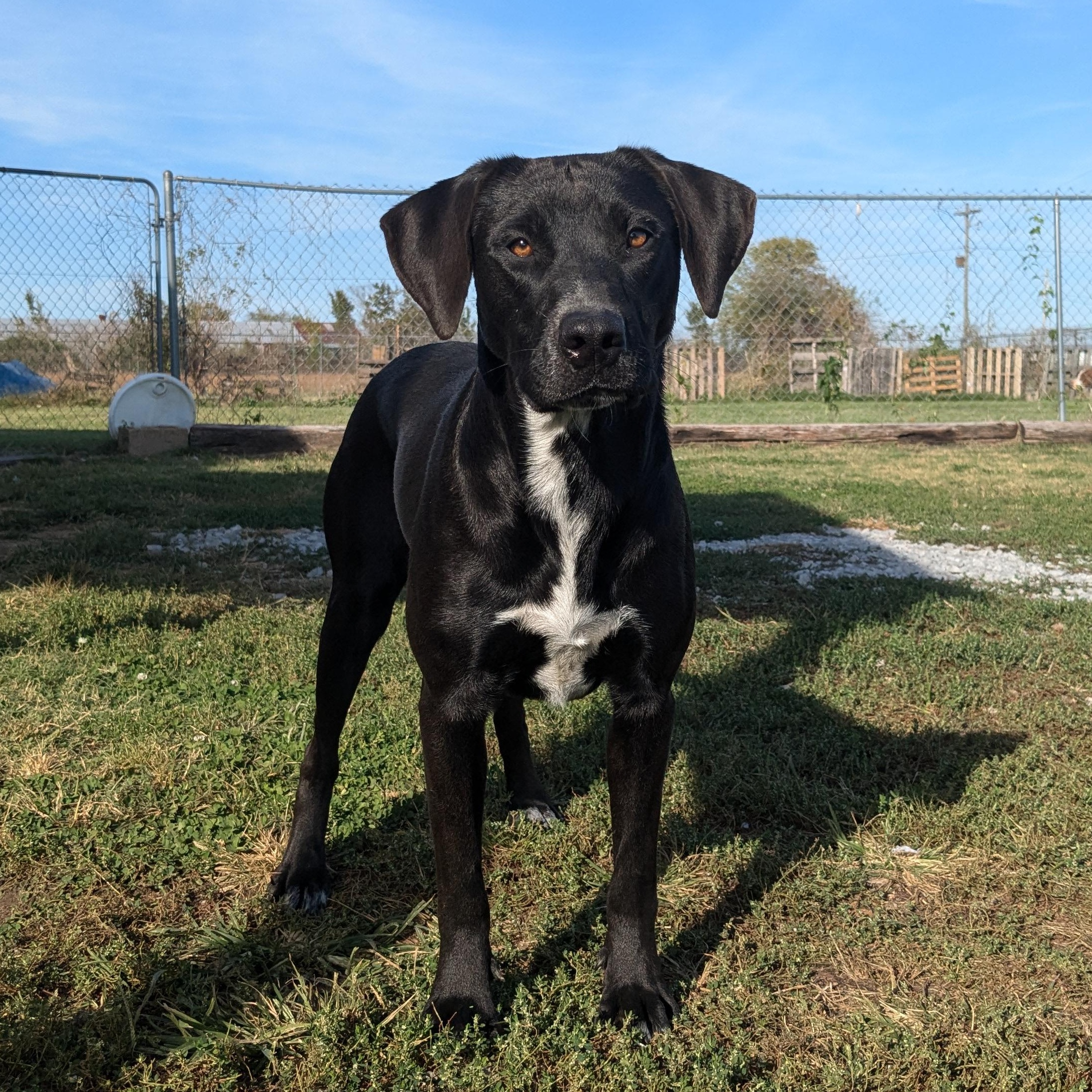 Jane, Adoptable, Adult Female Black Labrador Retriever.
