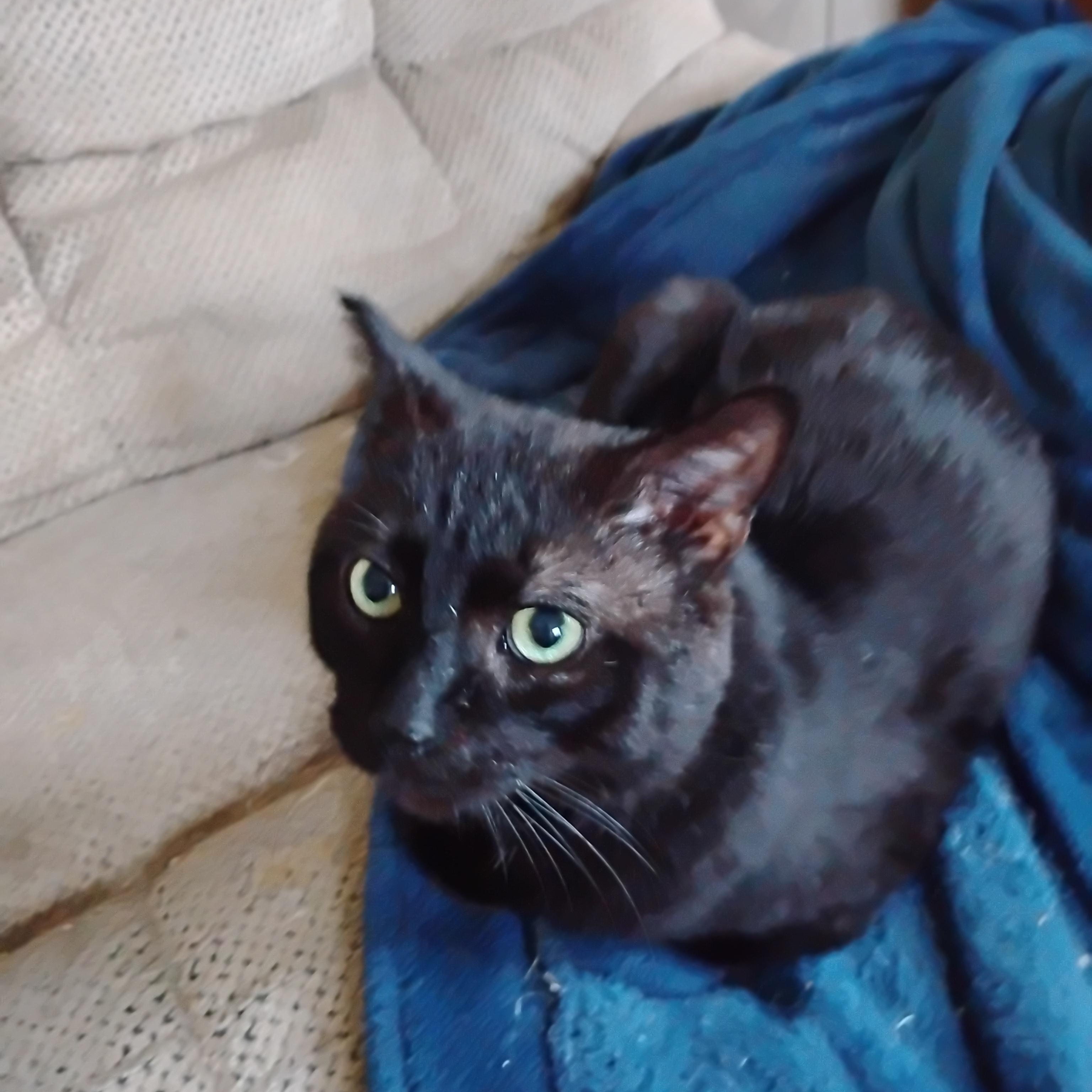 Smokey, ADOPTABLE, Young Male Domestic Short Hair.