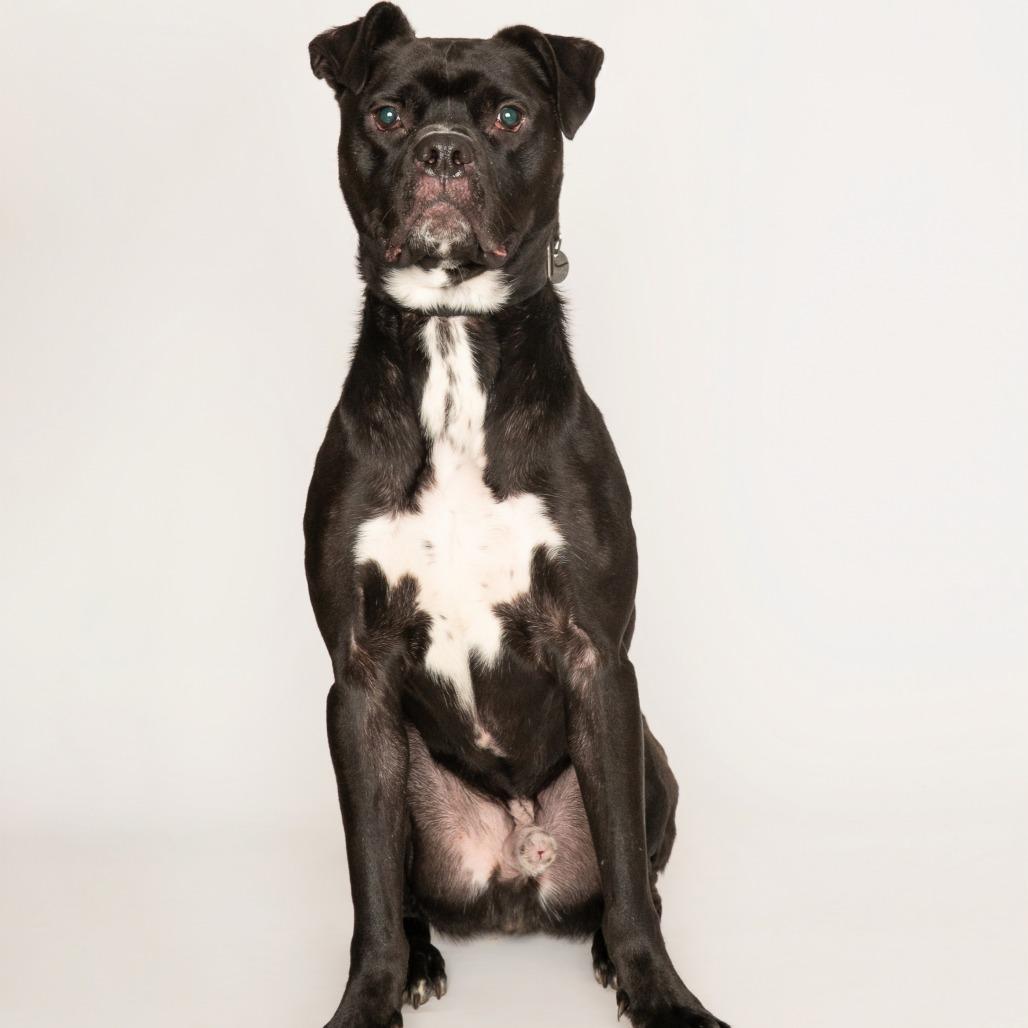 Lupin, Adoptable, Adult Male Pit Bull Terrier & Labrador Retriever.