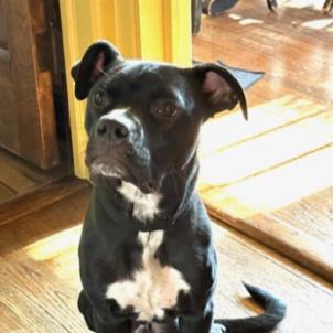 Lupin, a Adoptable mixed breed in Oak Park, IL image 2/6