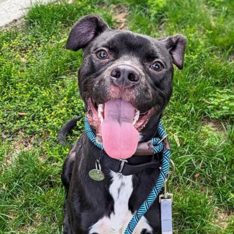 Lupin, a Adoptable mixed breed in Oak Park, IL image 3/6