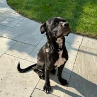 Lupin, a Adoptable mixed breed in Oak Park, IL image 4/6