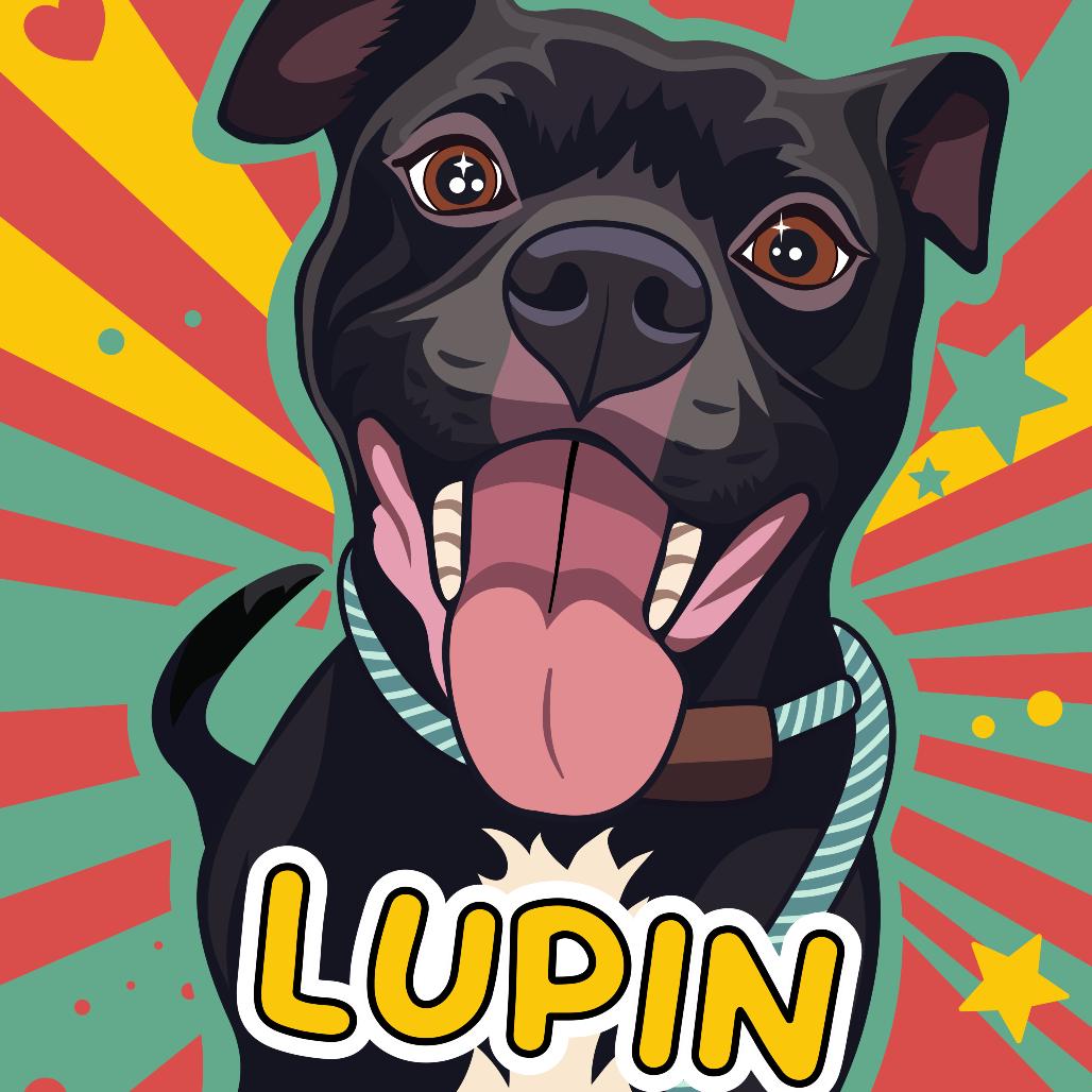 Enlarge Lupin, a Adoptable mixed breed in Oak Park, IL image 5/6