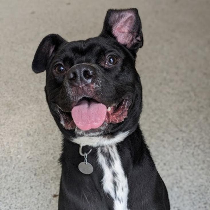 Lupin, a Adoptable mixed breed in Oak Park, IL image 6/6
