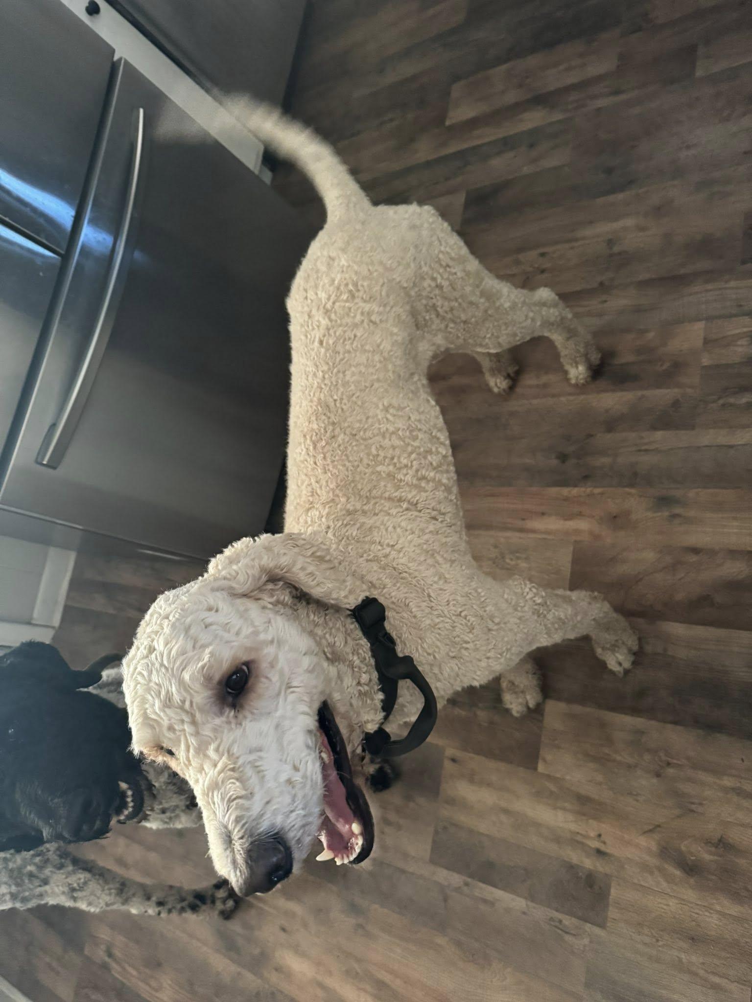 Enlarge Jax and Charlie, a Adoptable Goldendoodle in Matthews, NC image 1/3