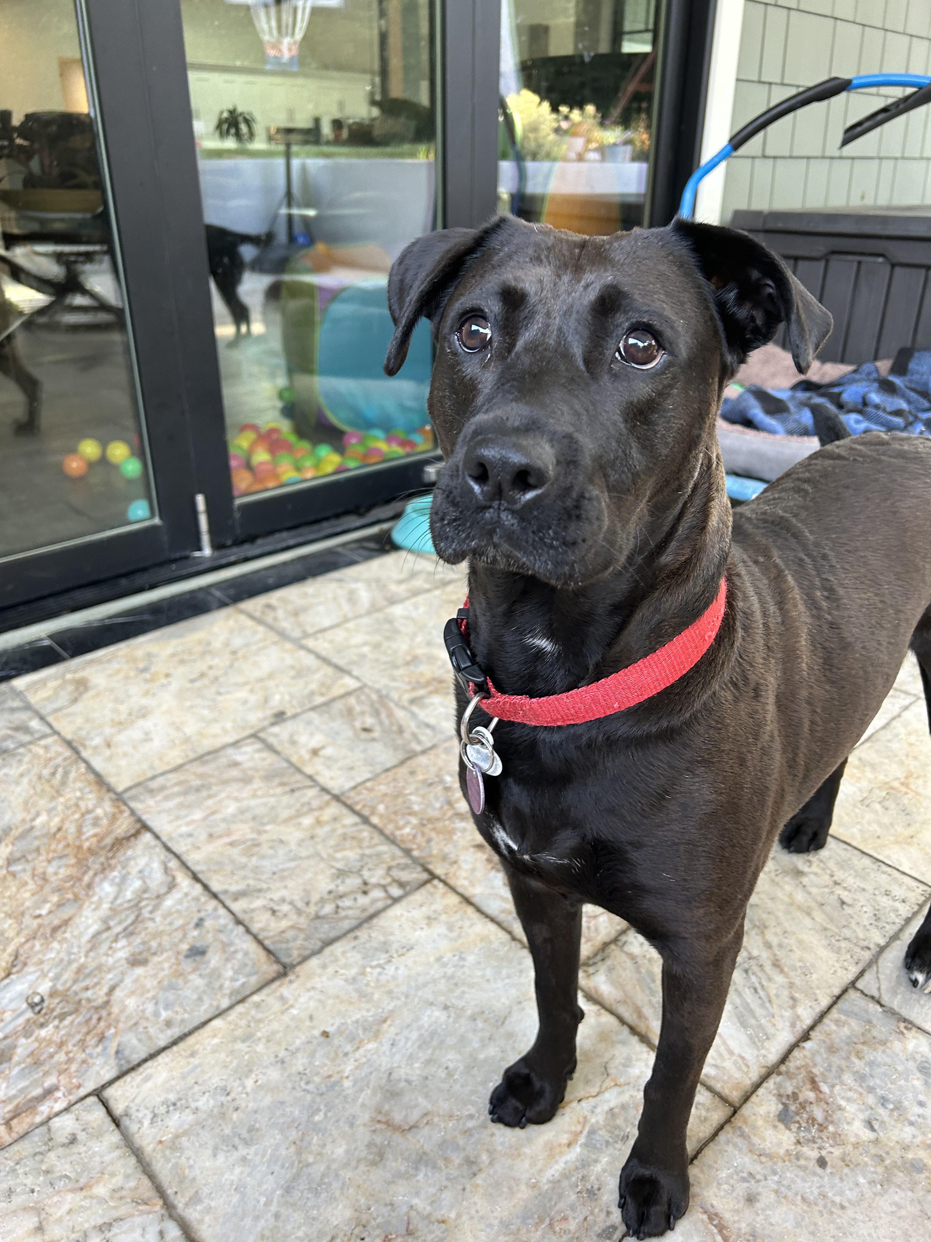 Dog for adoption Coco, a Black Labrador Retriever & Pit Bull Terrier