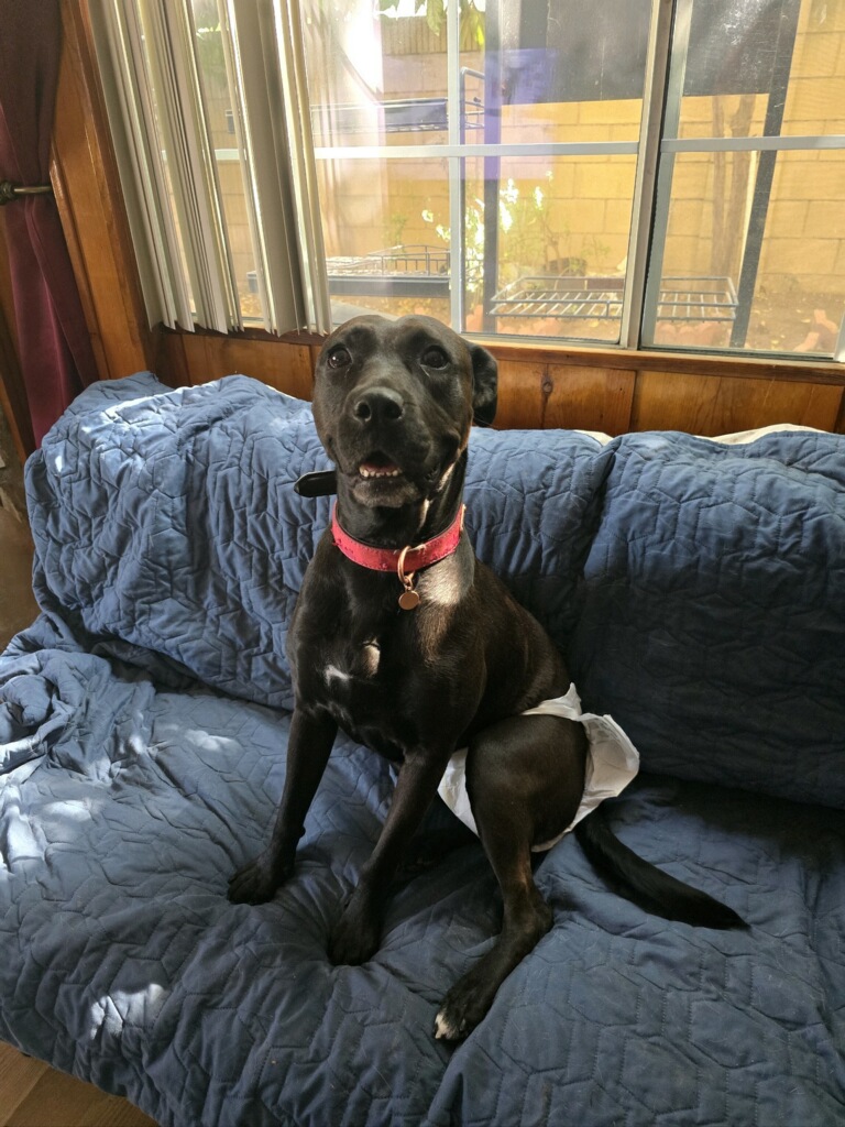 Dog for adoption Coco, a Black Labrador Retriever & Pit Bull Terrier