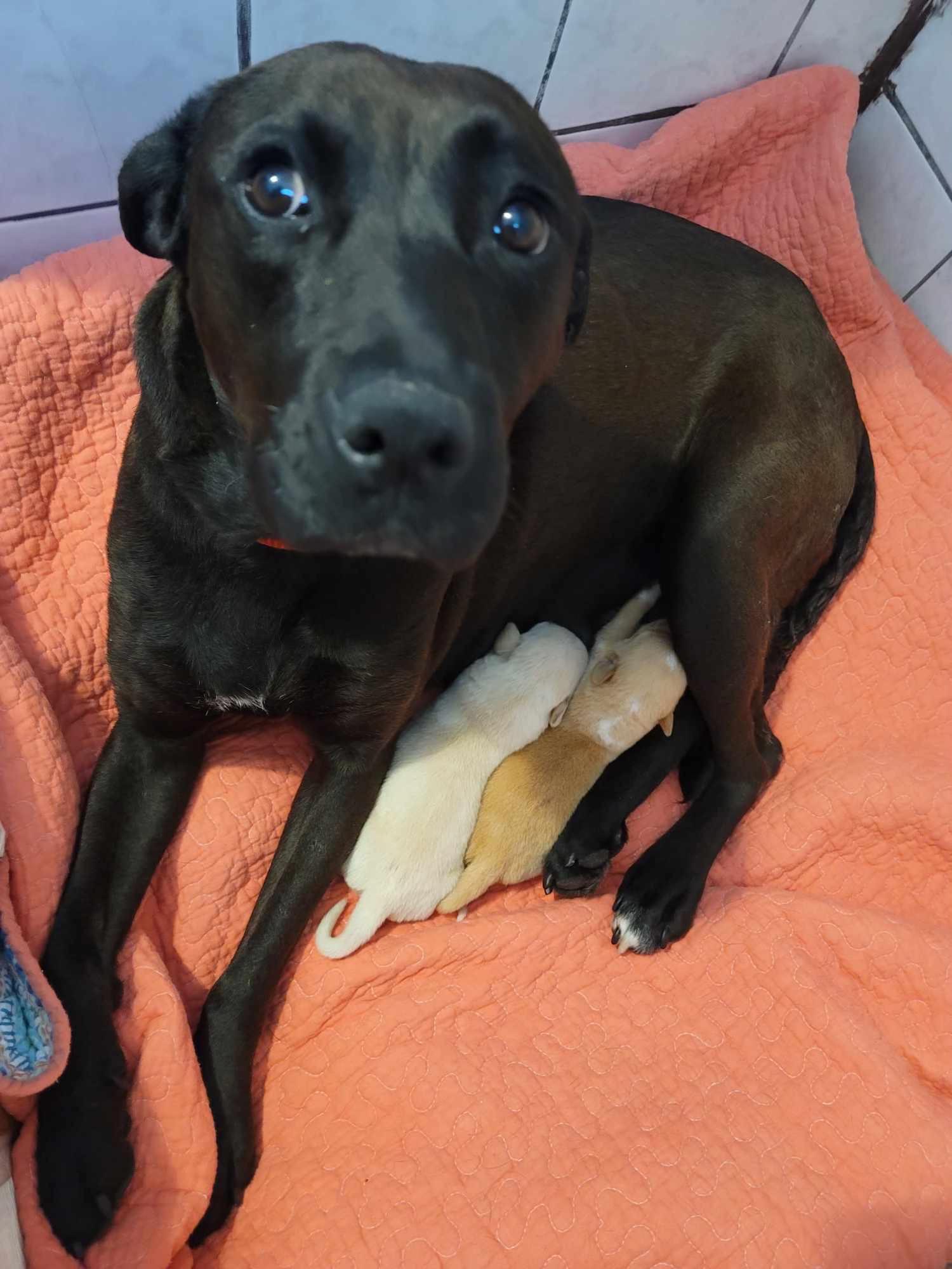 Dog for adoption Coco, a Black Labrador Retriever & Pit Bull Terrier