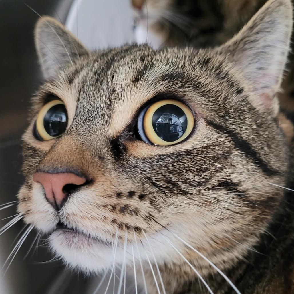 Tigger, Adoptable, Adult Female Domestic Short Hair.