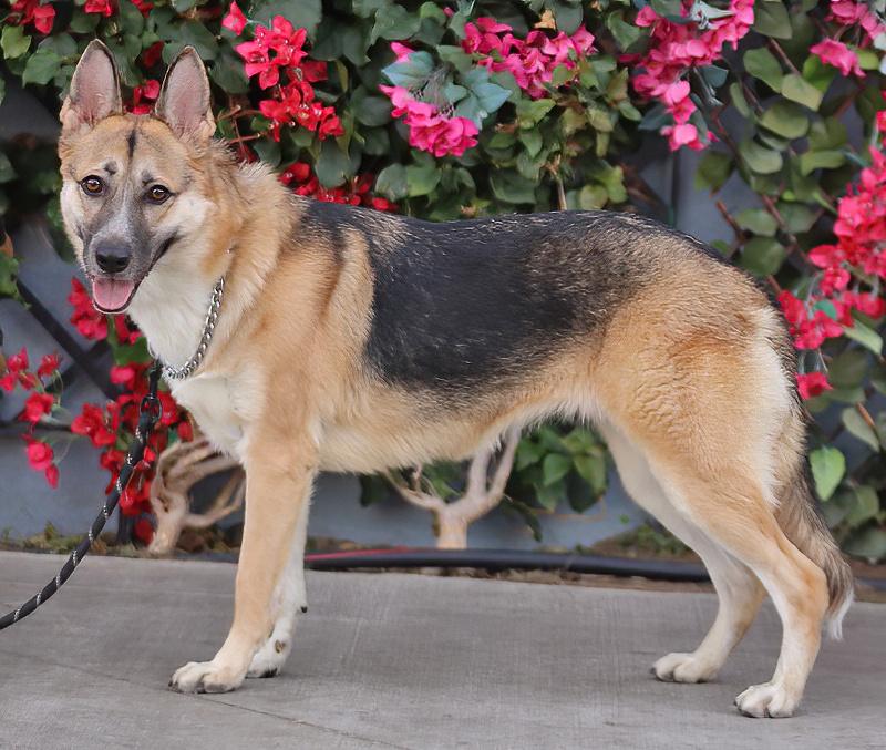 Enlarge Shyla von Sulza", a Adoptable mixed breed in Los Angeles, CA image 6/6