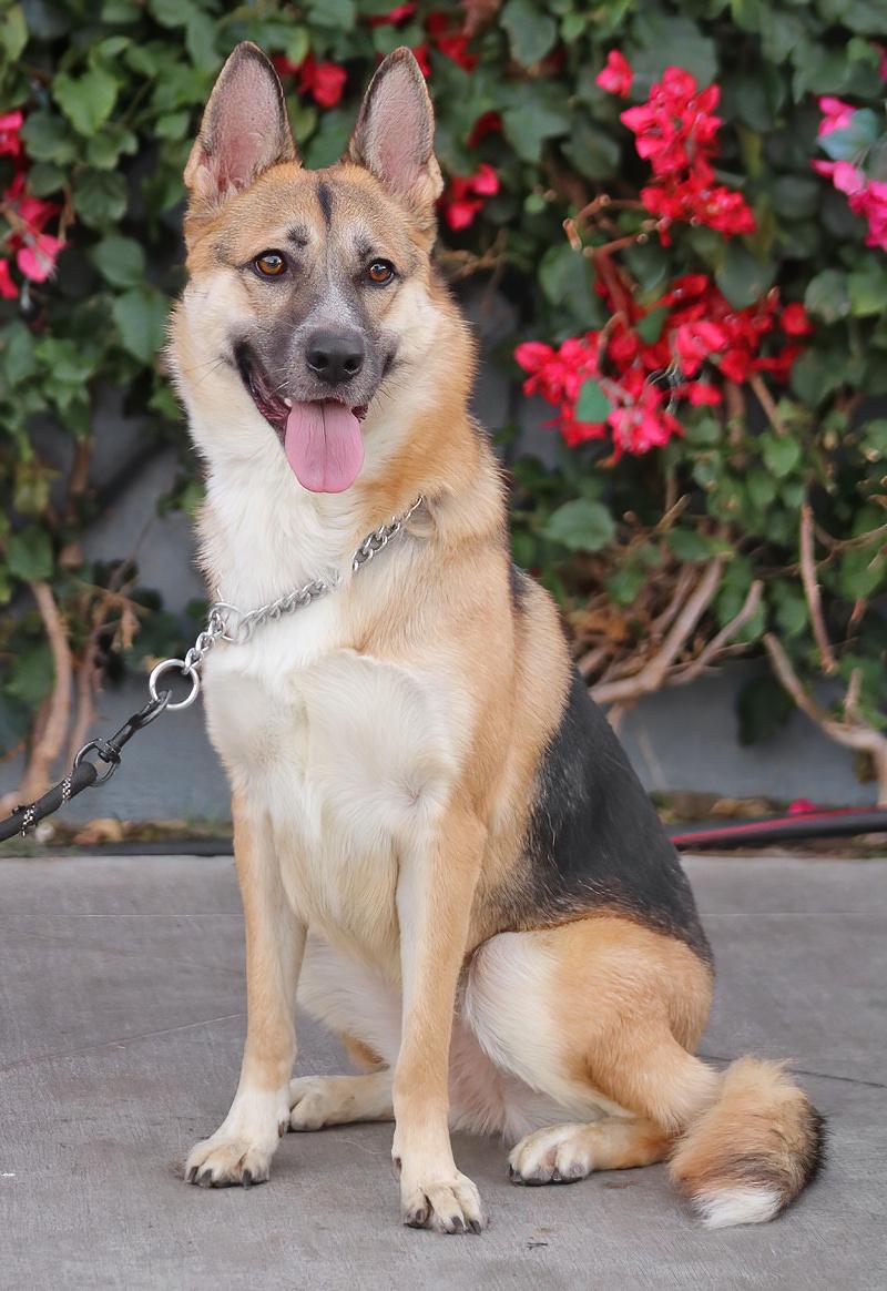 Enlarge Shyla von Sulza", a Adoptable mixed breed in Los Angeles, CA image 3/6