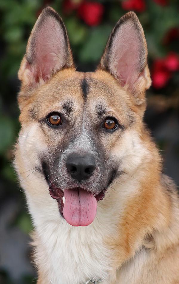 Enlarge Shyla von Sulza", a Adoptable mixed breed in Los Angeles, CA image 1/6