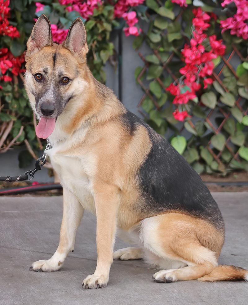 Enlarge Shyla von Sulza", a Adoptable mixed breed in Los Angeles, CA image 4/6