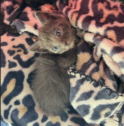 Chunky, a Adopted Domestic Short Hair in Vancouver, WA image 5/5