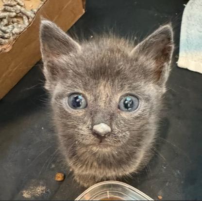 Chunky, a Adopted Domestic Short Hair in Vancouver, WA image 1/5