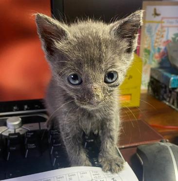Chunky, a Adopted Domestic Short Hair in Vancouver, WA image 4/5