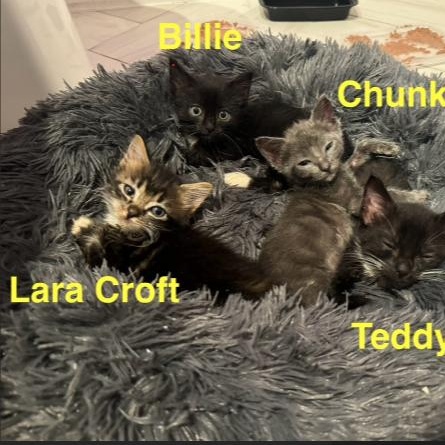 Chunky, a Adopted Domestic Short Hair in Vancouver, WA image 3/5