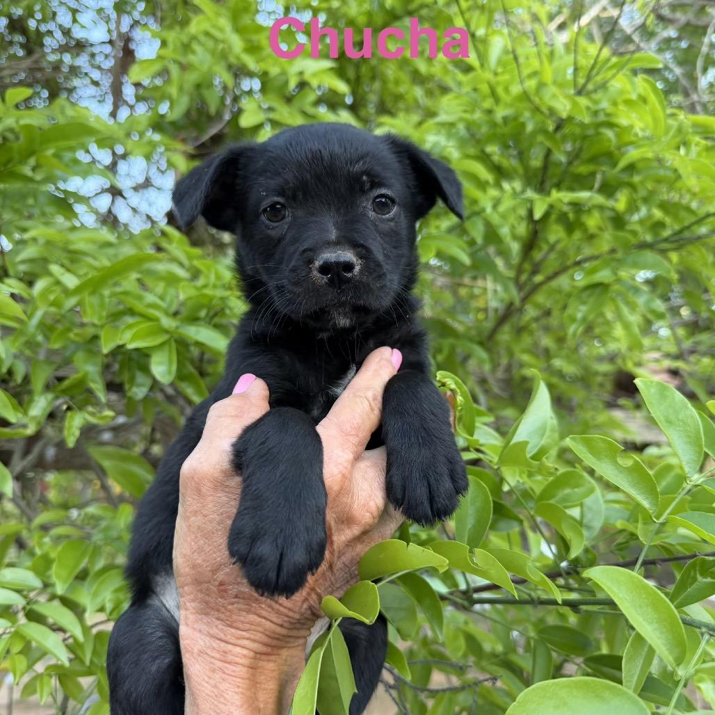 Enlarge Chacha, a Adoptable mixed breed in Wadena, MN image 1/2