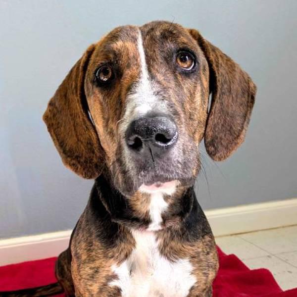 Clara, a Adoptable mixed breed in Midland, TX image 2/2