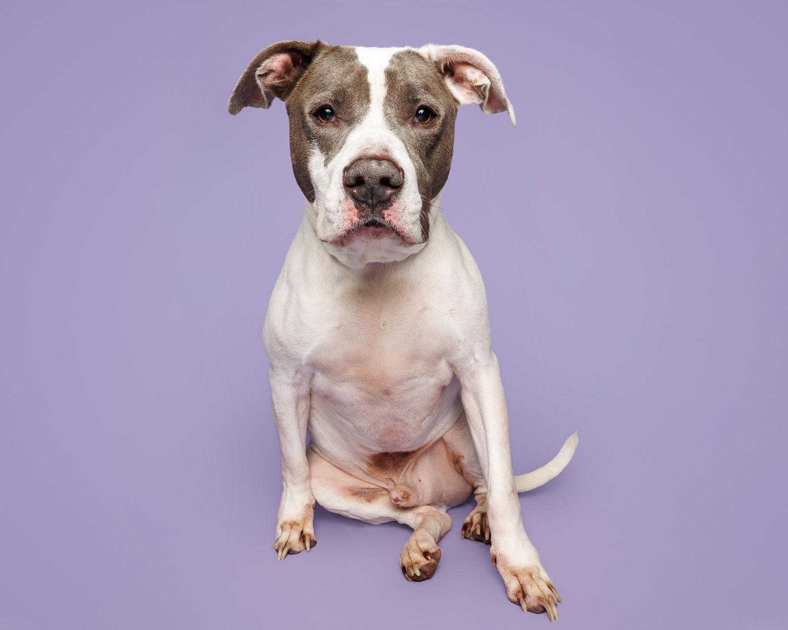 Enlarge Grayson, a Adoptable Mixed Breed in Durham, NC image 1/2