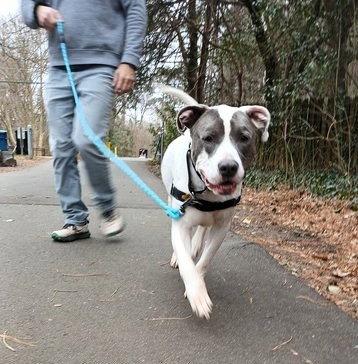 Enlarge Grayson, a Adoptable Mixed Breed in Durham, NC image 2/3