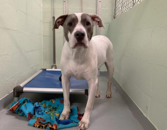 Enlarge Grayson, a Adoptable Mixed Breed in Durham, NC image 2/2