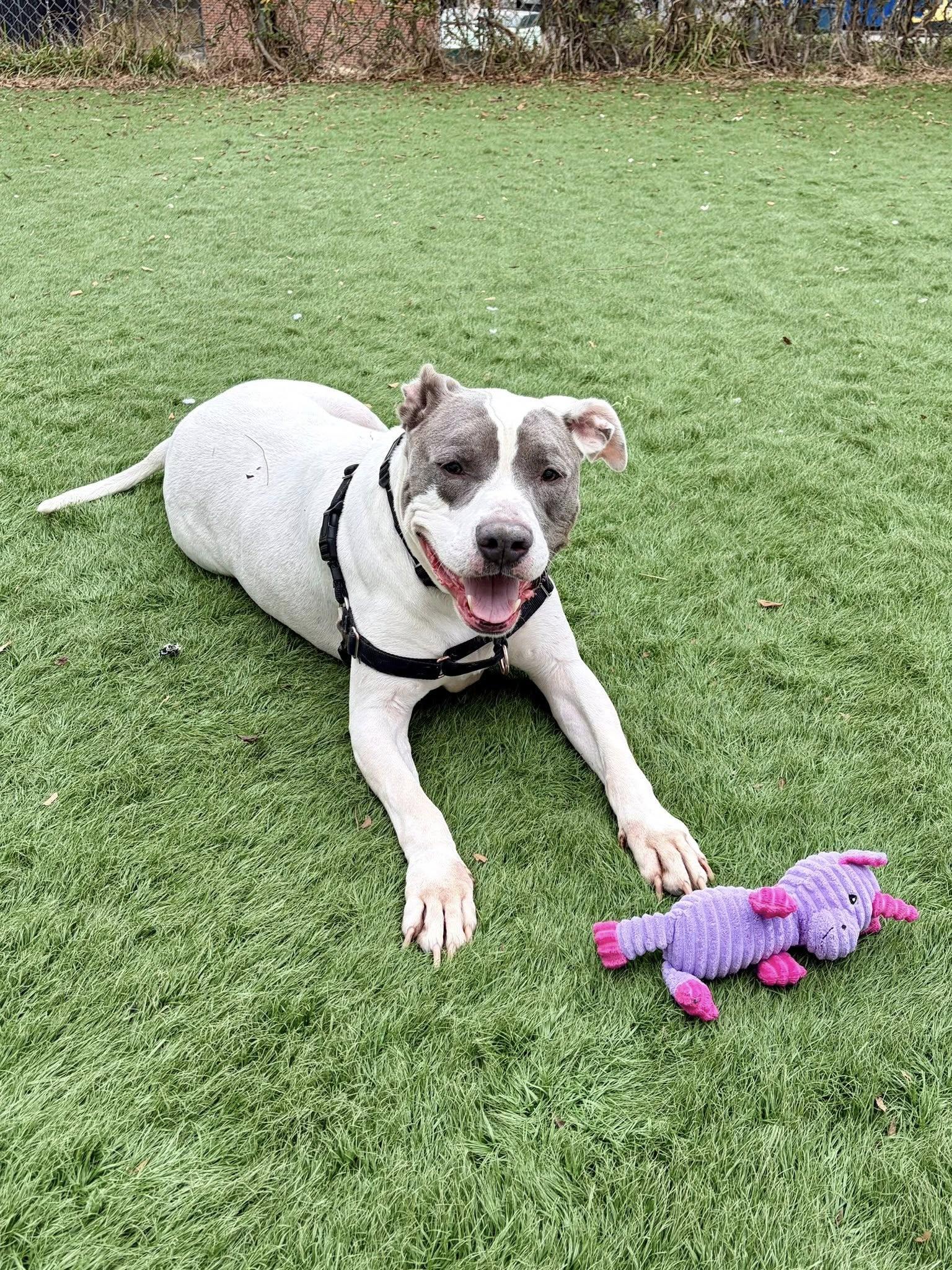 Enlarge Grayson, a Adoptable Mixed Breed in Durham, NC image 3/3