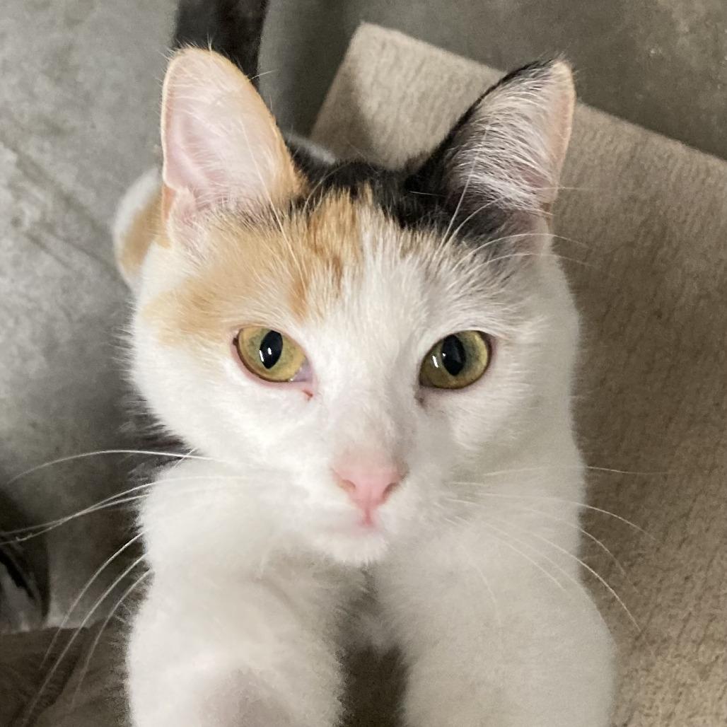 Gemini, a Adoptable mixed breed in Grand Rapids, MN image 1/6