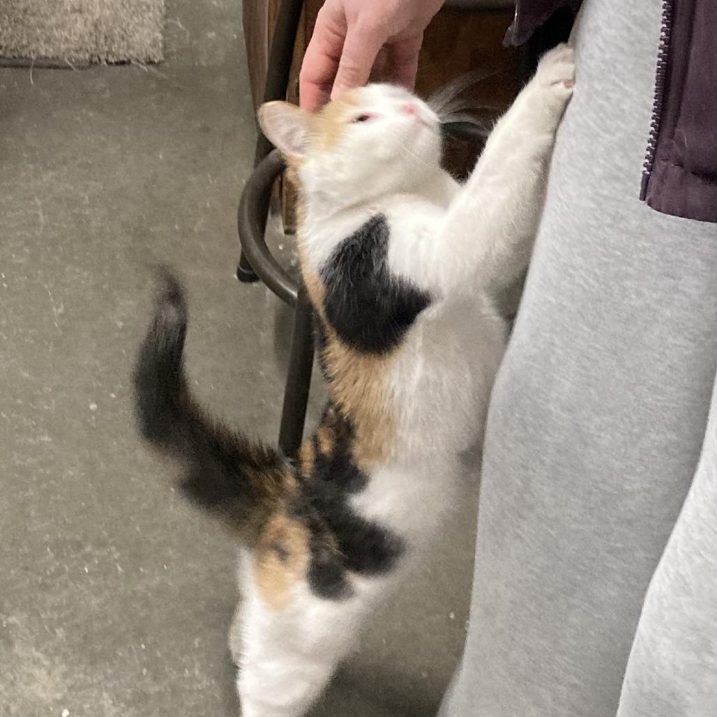 Gemini, a Adoptable mixed breed in Grand Rapids, MN image 2/6