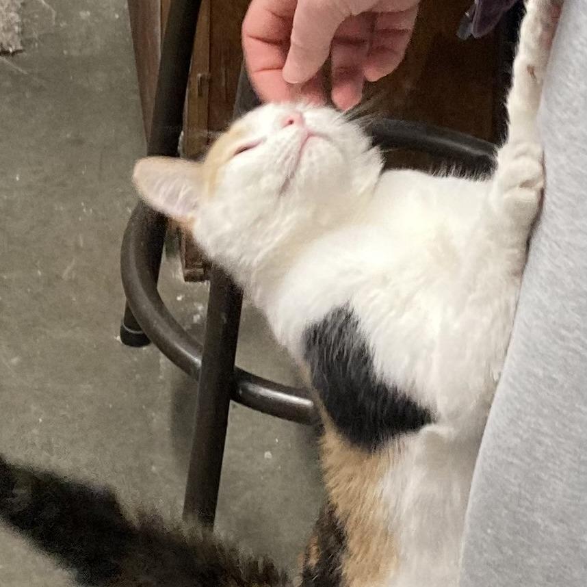 Gemini, a Adoptable mixed breed in Grand Rapids, MN image 3/6