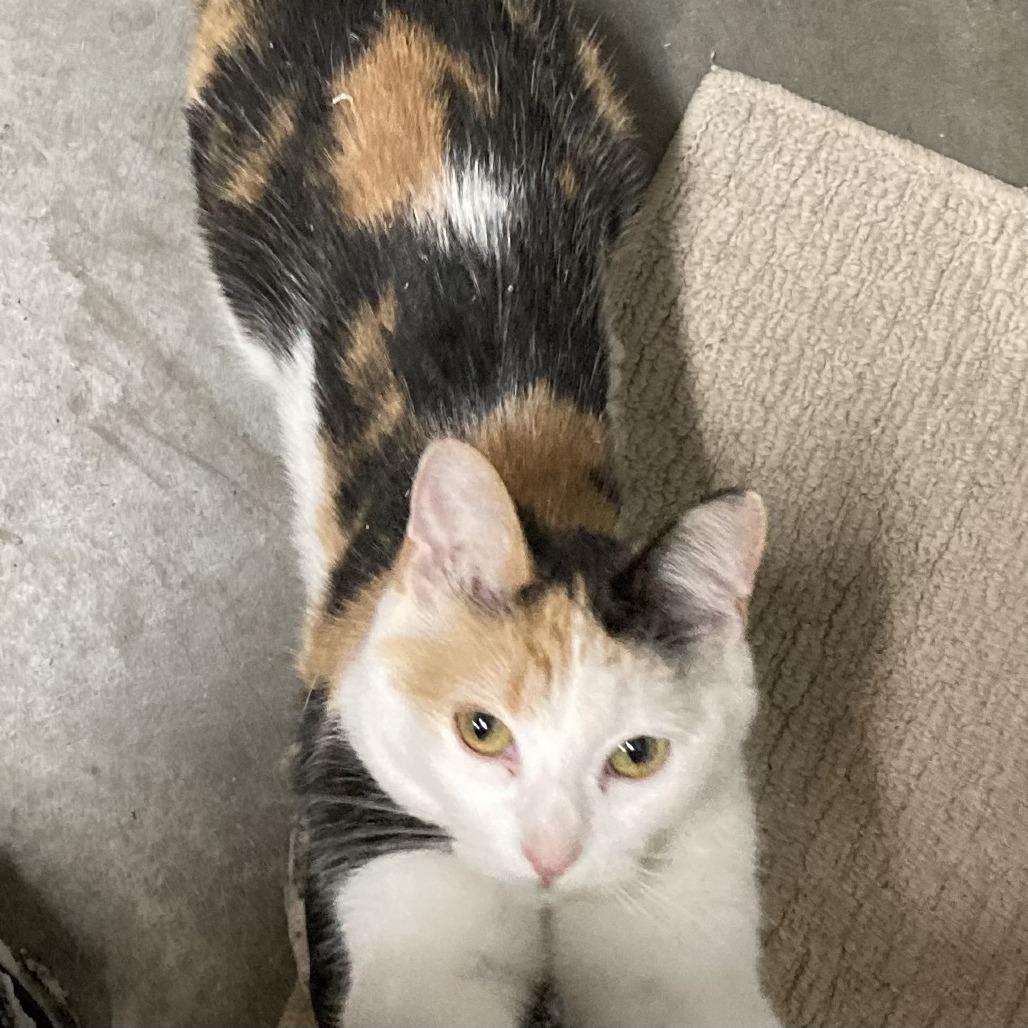 Gemini, a Adoptable mixed breed in Grand Rapids, MN image 4/6