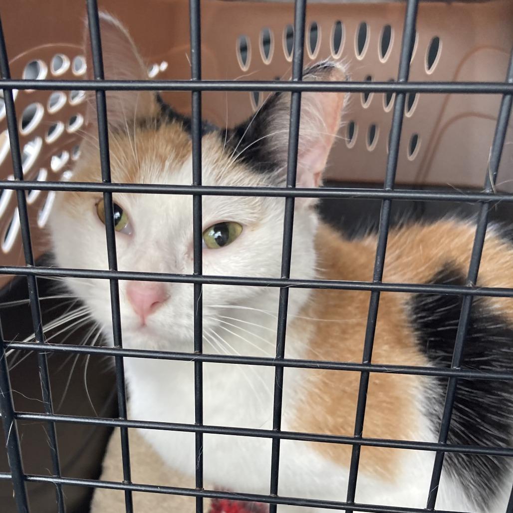 Gemini, a Adoptable mixed breed in Grand Rapids, MN image 5/6