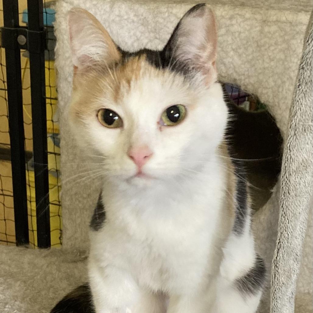 Gemini, a Adoptable mixed breed in Grand Rapids, MN image 6/6