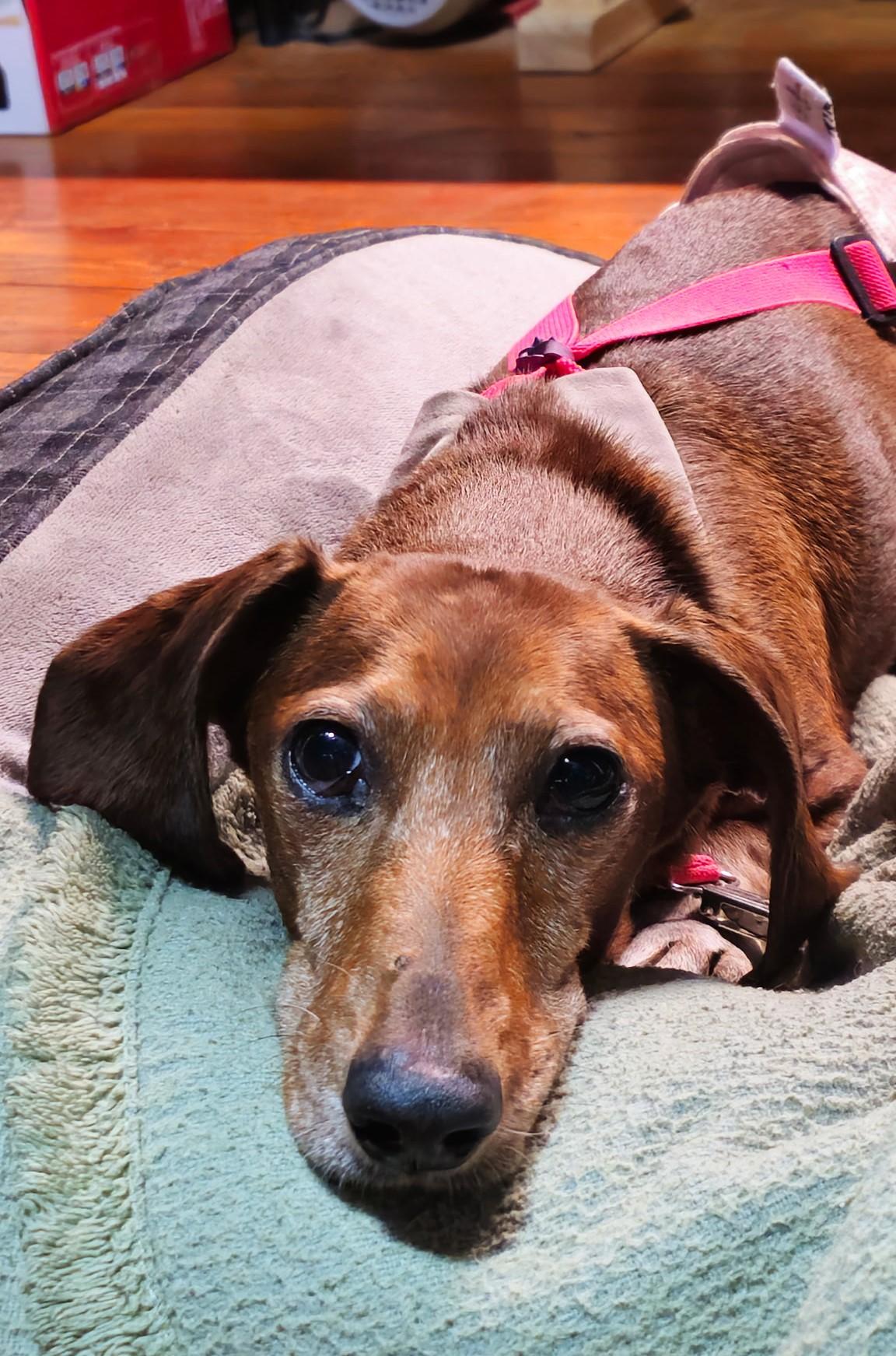 Daisy Mae in MD (Courtesy Post), Adoptable, Adult Female Dachshund.