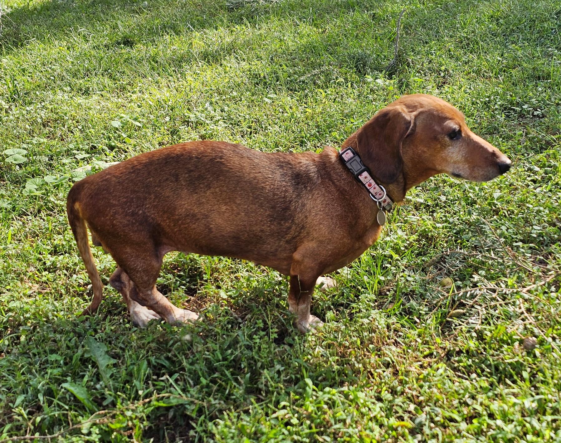 Enlarge Daisy Mae in MD (Courtesy Post), a Adoptable Dachshund in Salisbury, MD image 3/4