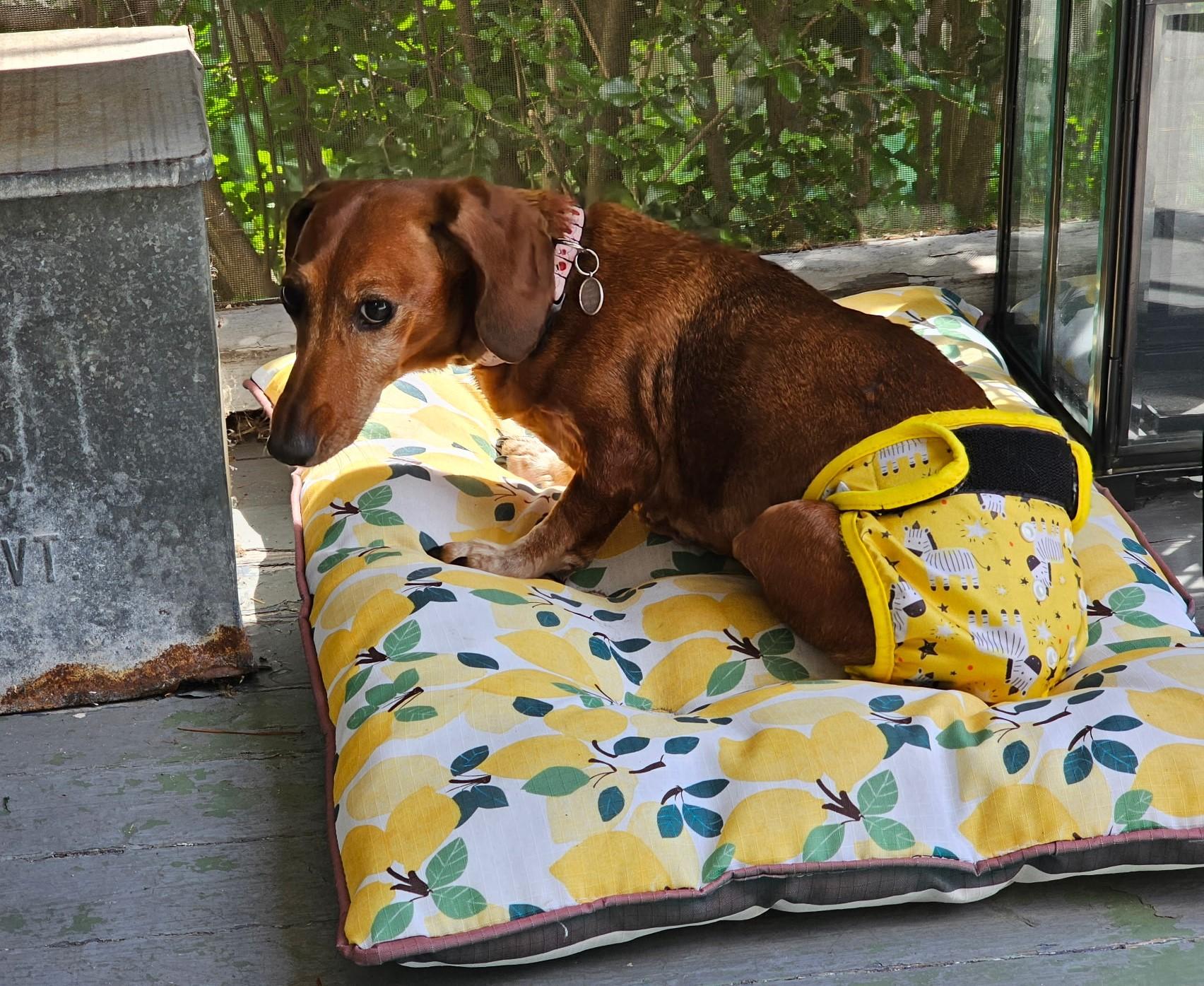 Enlarge Daisy Mae in MD (Courtesy Post), a Adoptable Dachshund in Salisbury, MD image 4/4