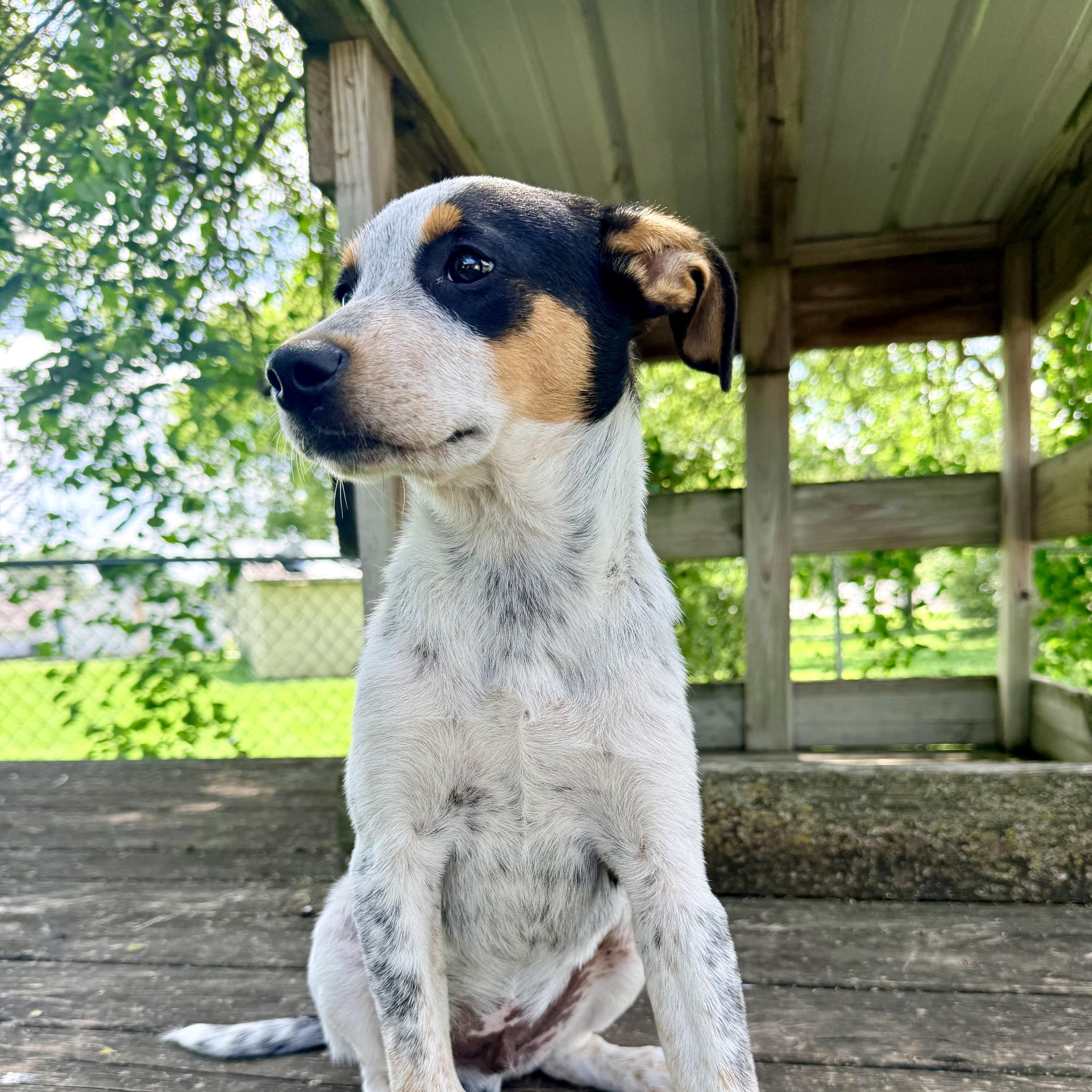 Scrappy, an adopted mixed breed in Albany, MO image 2/6