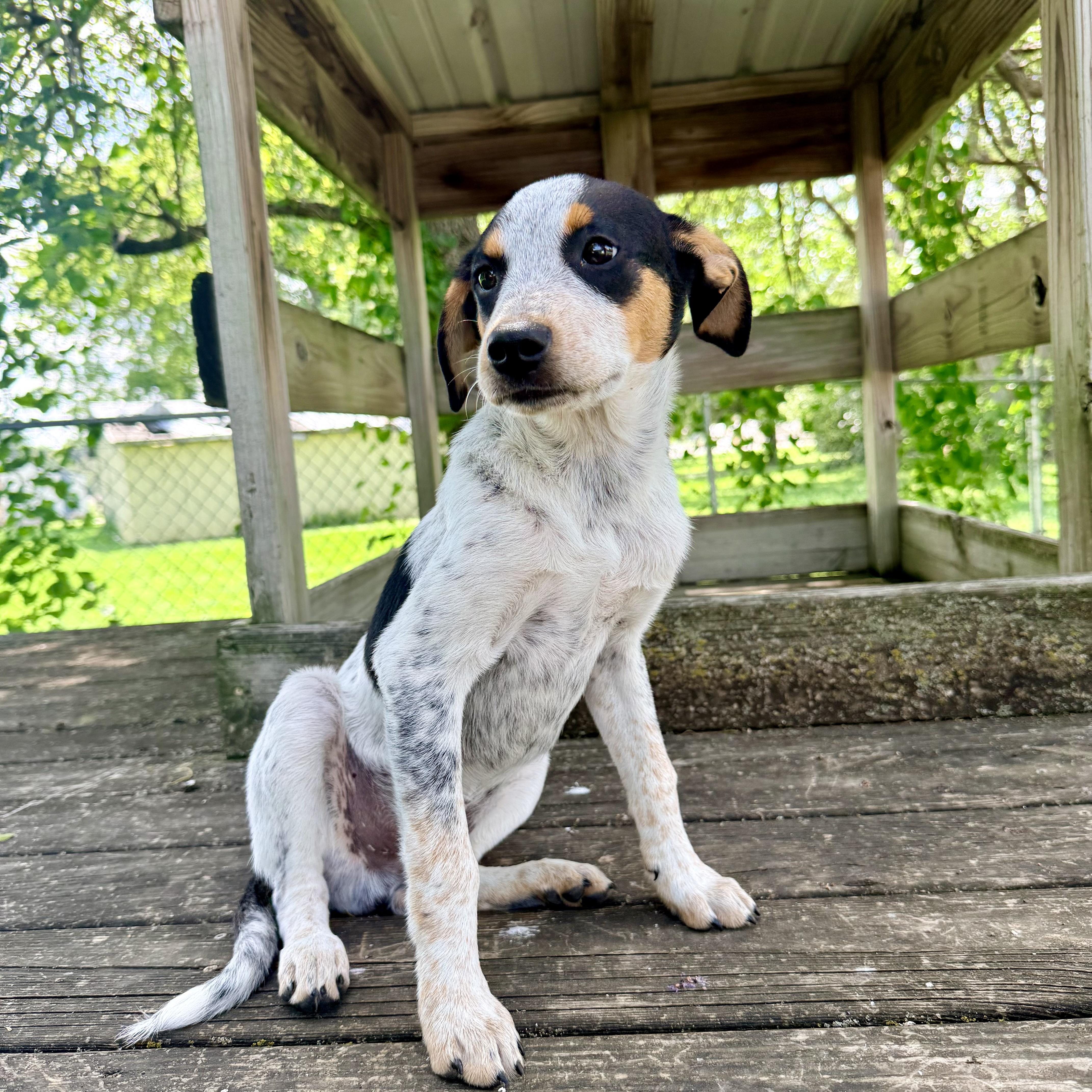 Scrappy, an adopted mixed breed in Albany, MO image 3/6