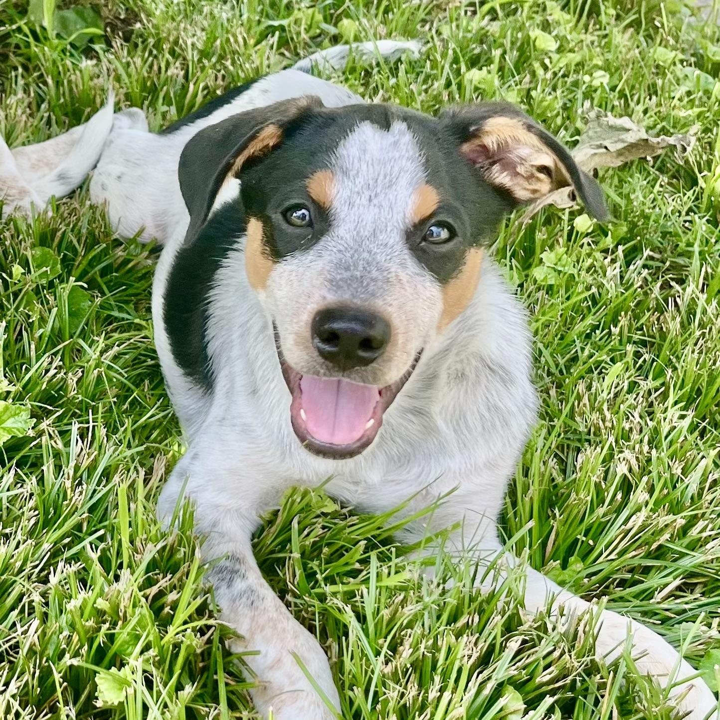 Scrappy, adopted, Puppy Male Australian Cattle Dog / Blue Heeler & Mixed Breed.